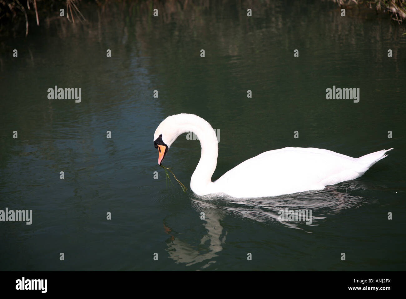 Swan swimming on river eating plant Stock Photo