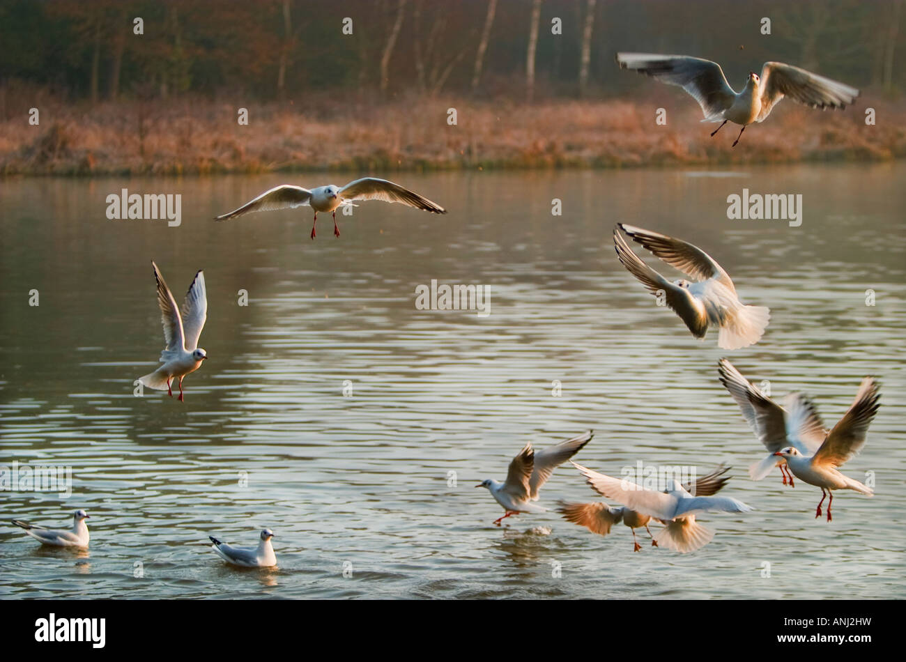 A group of blackheaded gull in flight over a strech of river catching food as its thrown out to them Stock Photo