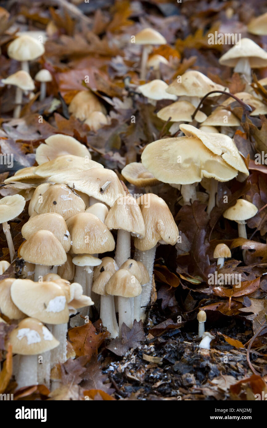 A cluster of mushrooms from the Hebeloma family difficult to distinguish Stock Photo
