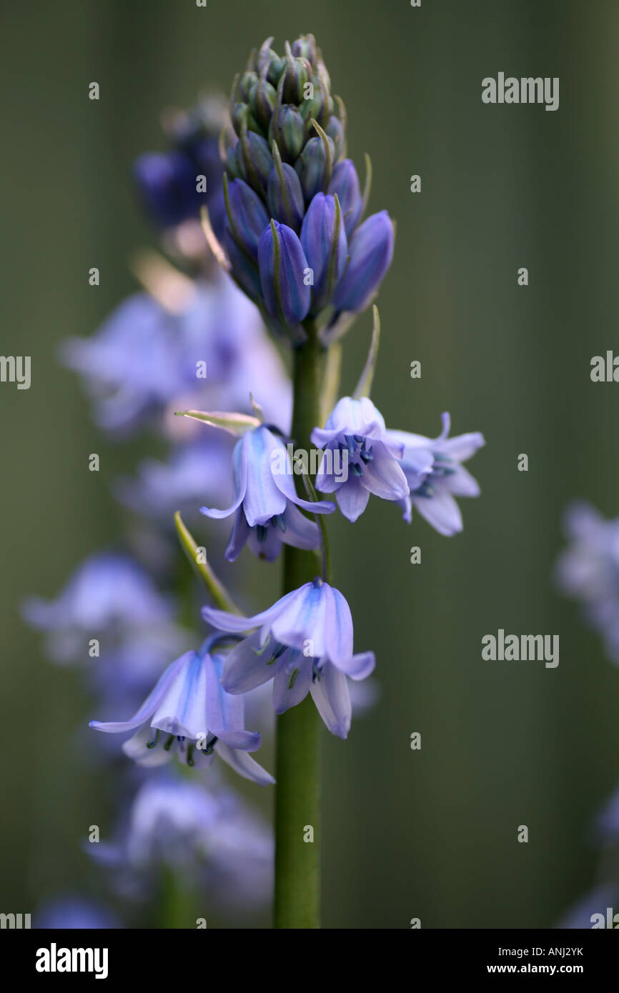 Bluebell close up Stock Photo