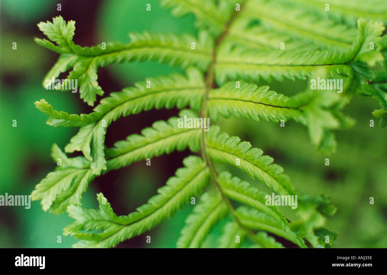 Fern hi-res stock photography and images - Alamy