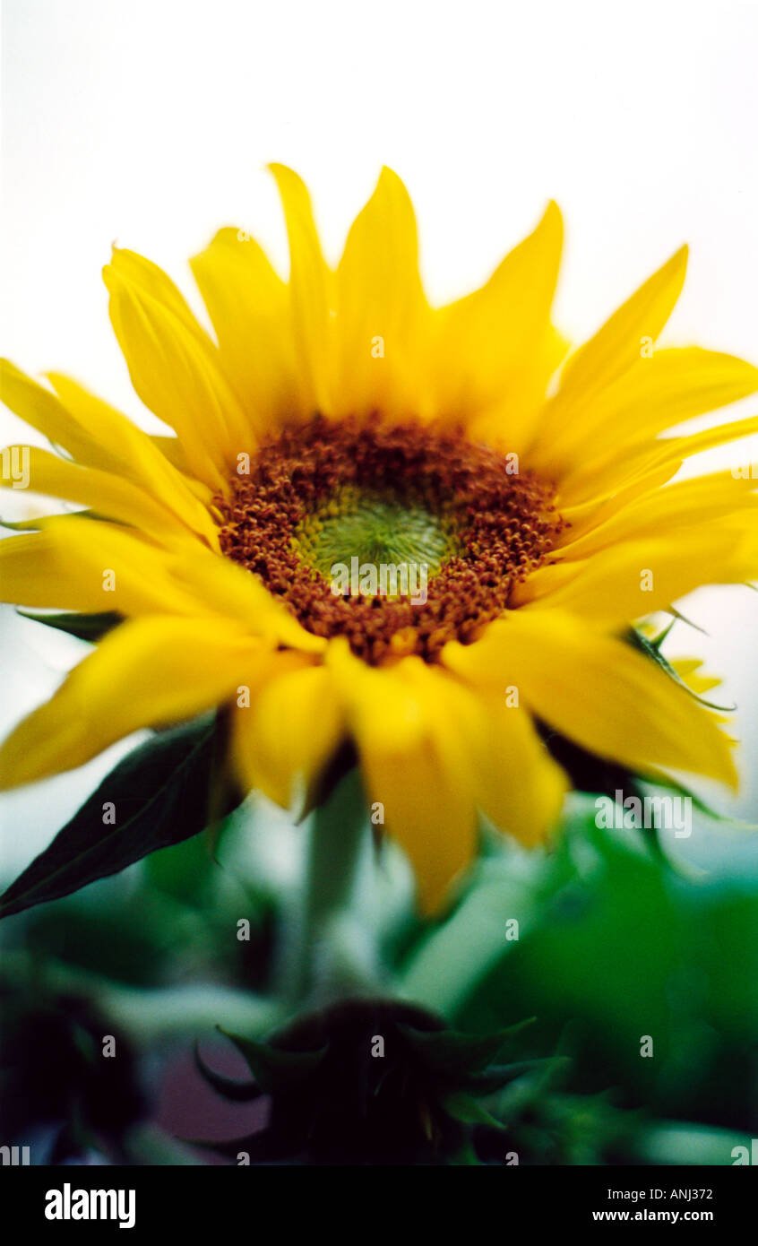 sunflower Stock Photo