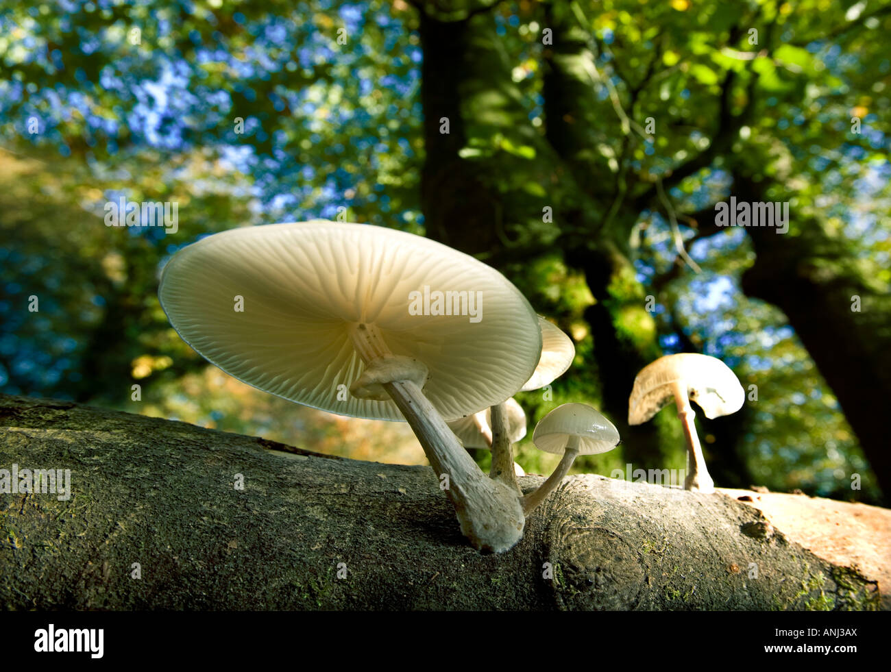 slimy beech cap fungi Stock Photo