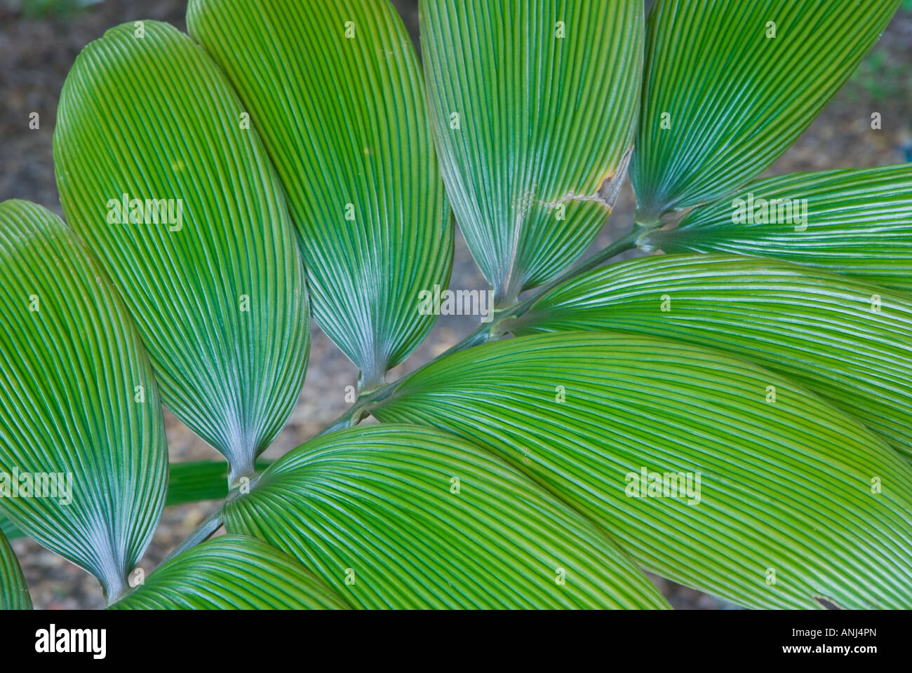 Zamia skinneri is a species of cycad in the Zamiaceae family. It is endemic to Panama. Stock Photo