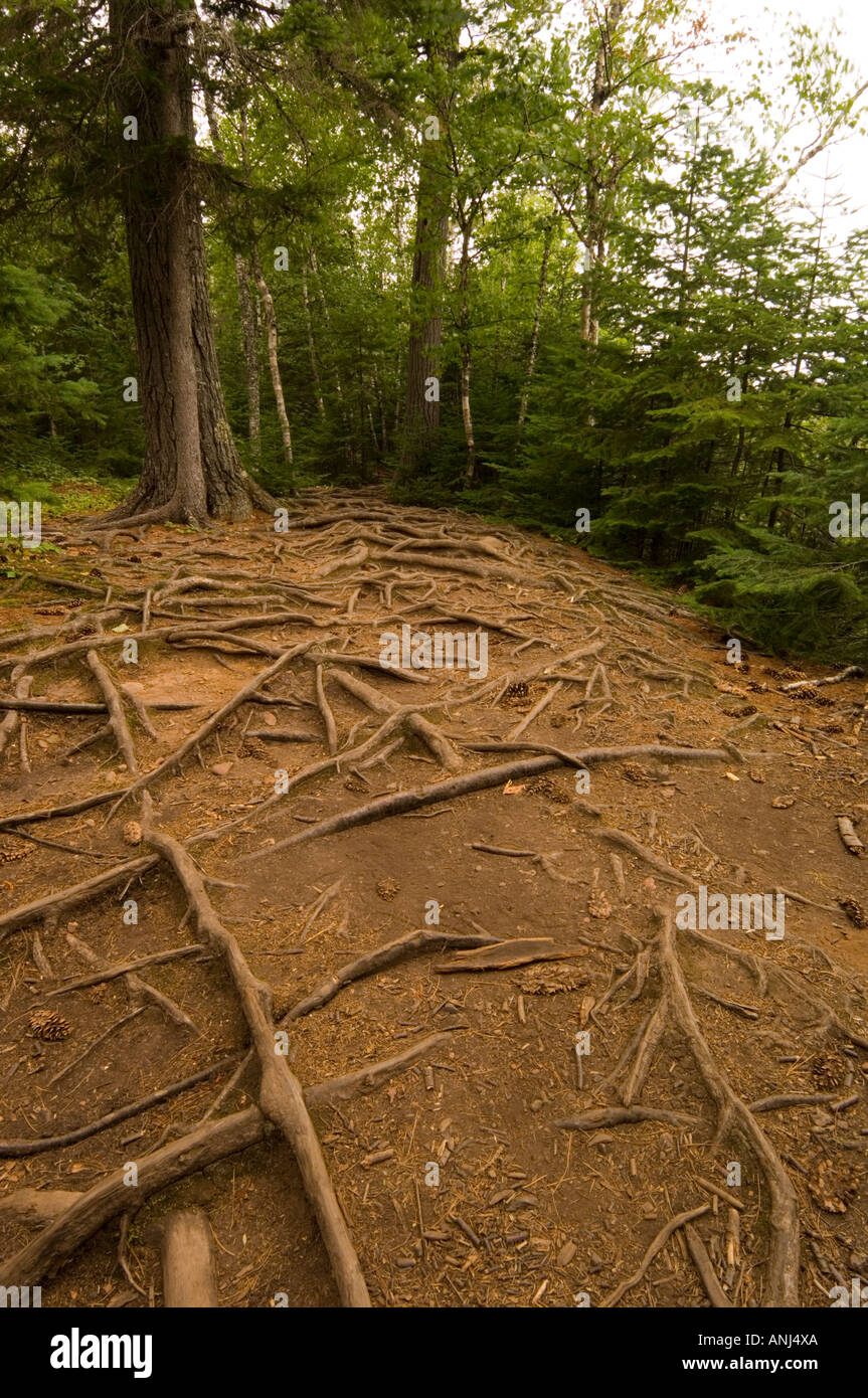Hiking trail with tree roots in the forest hi-res stock photography and ...