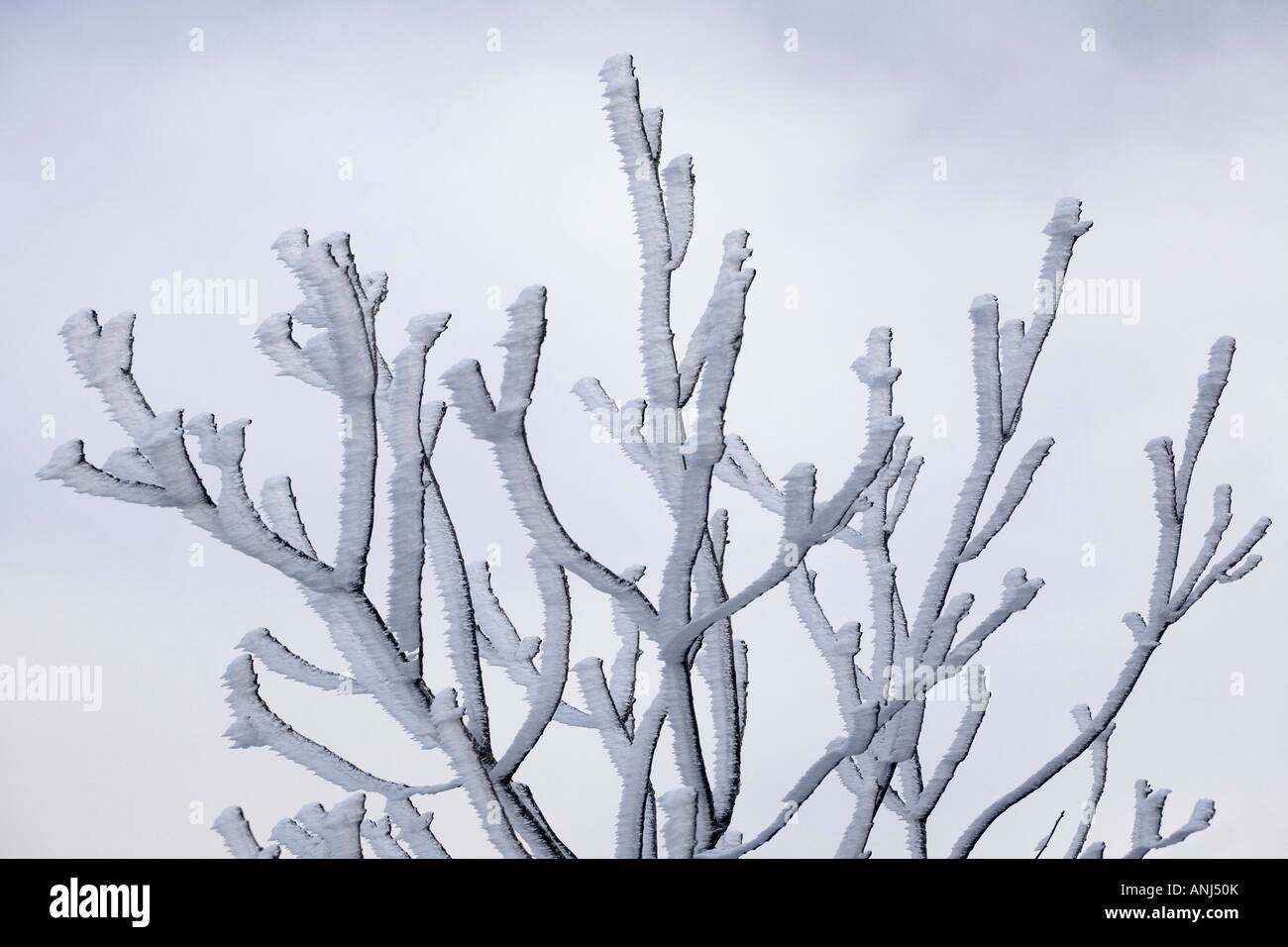 The snow accumulation on branches (Allier - France). Accumulation de neige sur des branchages (Allier - France). Stock Photo