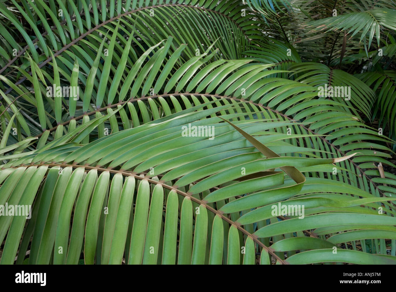 Ceratozamia leaf detail, type of Mexican cycad Stock Photo