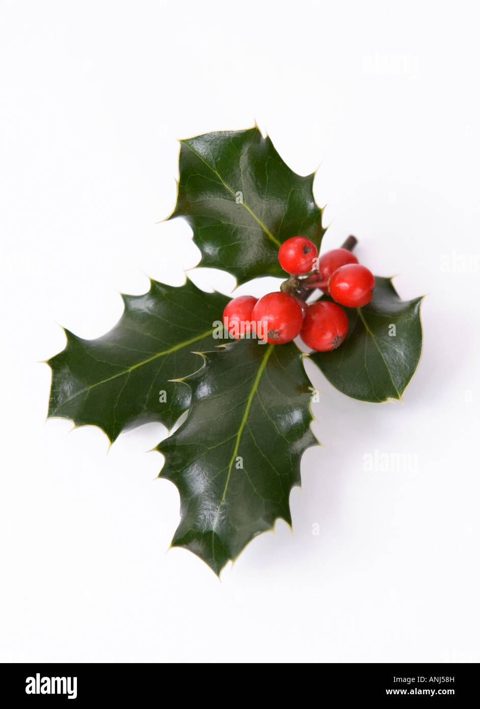A sprig of holly leaves and red berries on white background Stock Photo