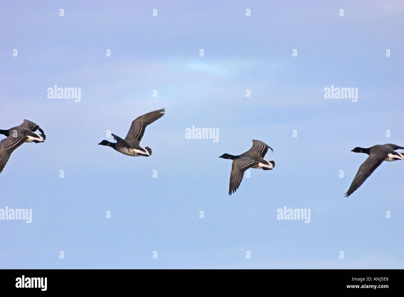 Brent Geese flying past Little Eye Hilbre Islands Dee Estuary Stock Photo
