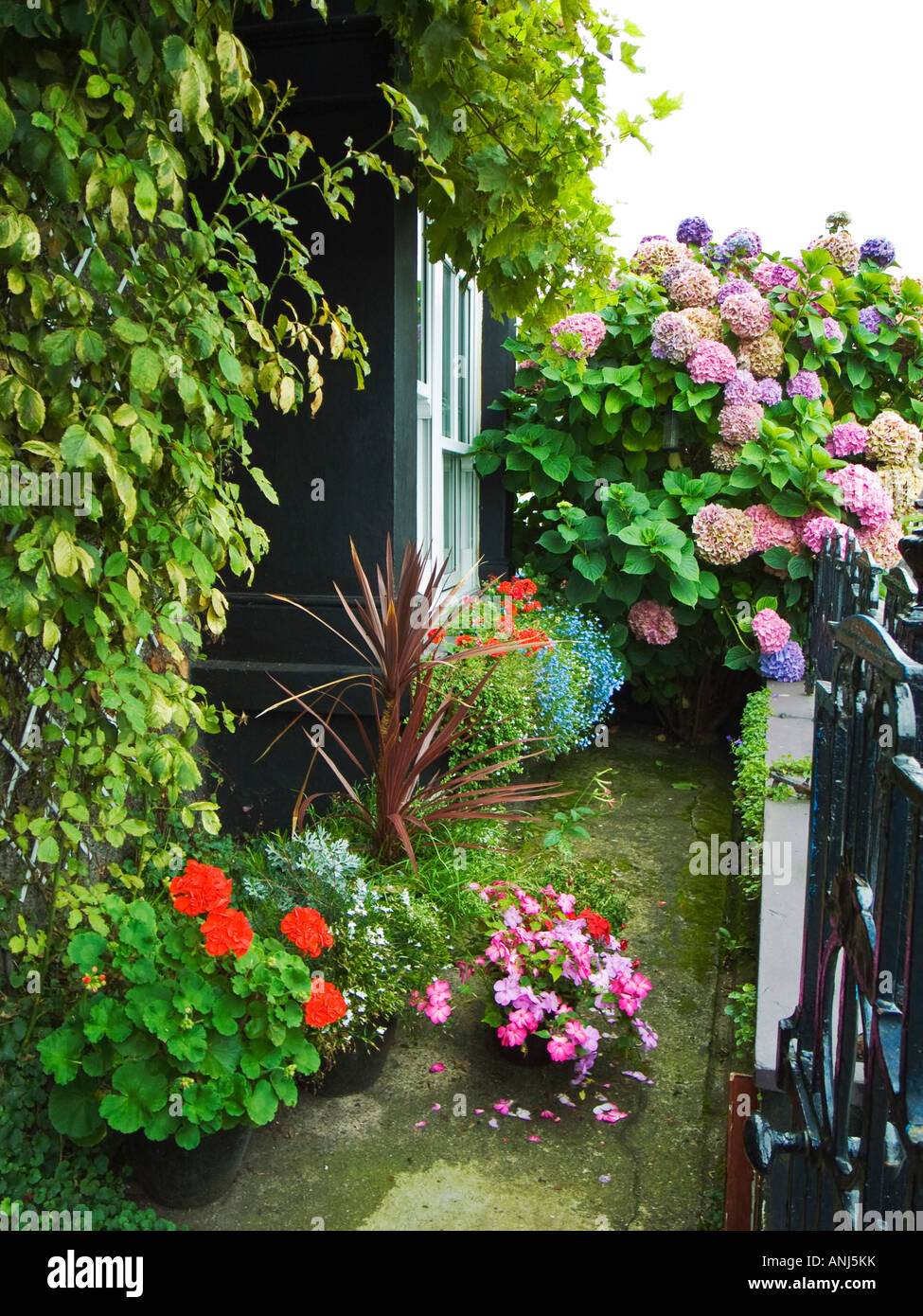 A tiny but colourful front garden of a cottage in North Wales close to the Menai Straits growing pelargoniums impatiens hydrang Stock Photo