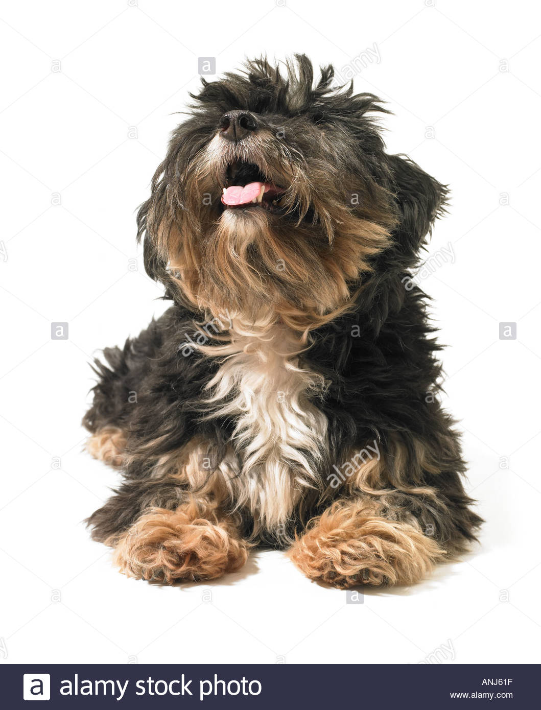 Shaggy Dog Stock Photos & Shaggy Dog Stock Images Alamy