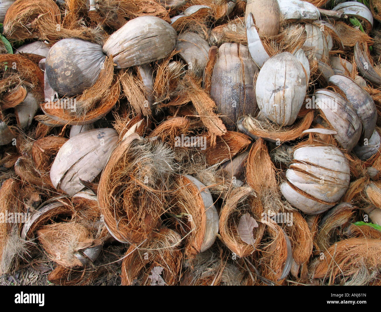 Coconut husks on the ground in Phi Phi Islands, Thailand Stock Photo