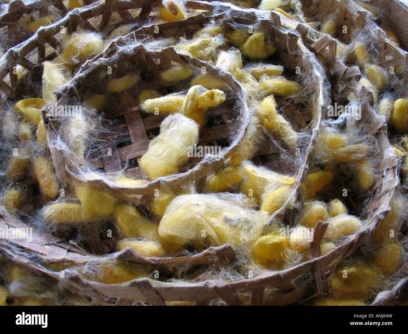 Silkworms hatching into Moths Stock Photo