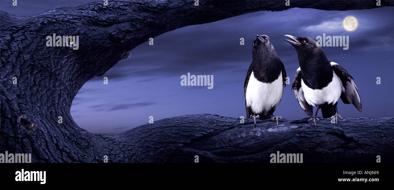 Two magpies courting at night Stock Photo