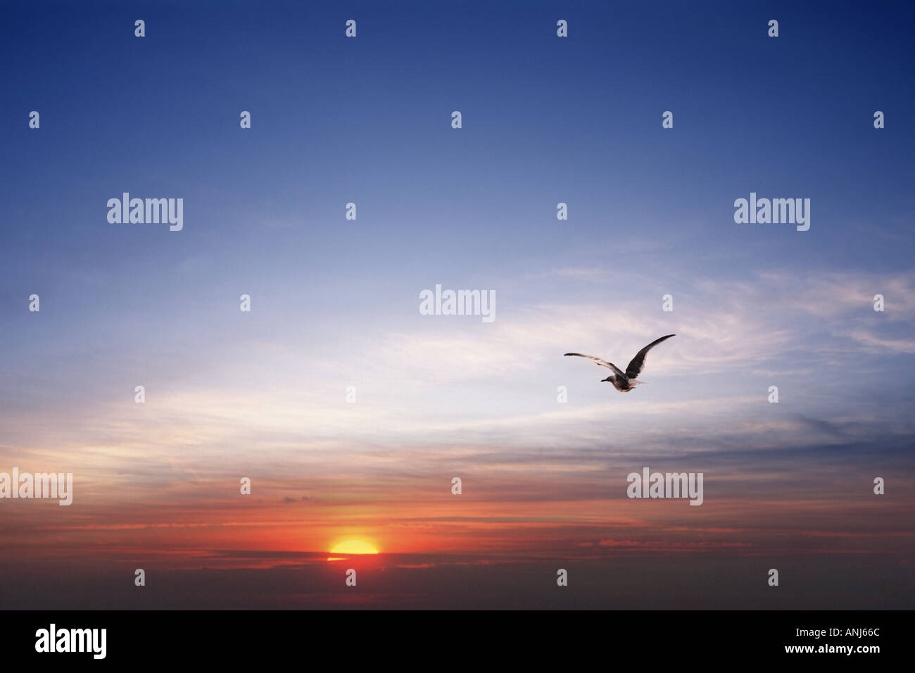 Bird flying into night sky Stock Photo