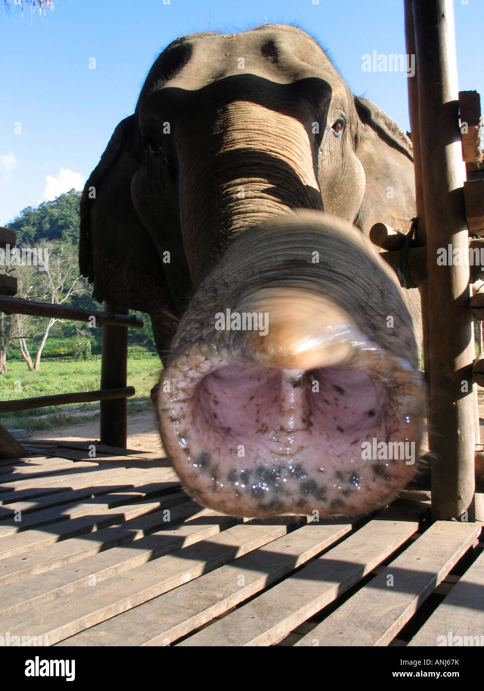 Elephant trunk close-up at sanctuary in Chiang Mai, Northern Thailand Stock Photo