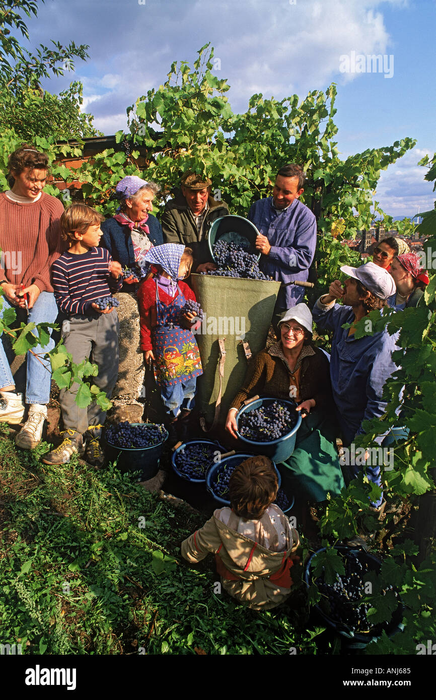 Immigrant families harvesting grapes around Esslingen Germany Stock Photo