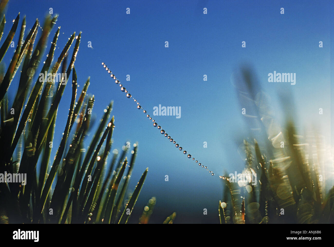 Dewdrops suspended on single spider strand at sunrise Stock Photo