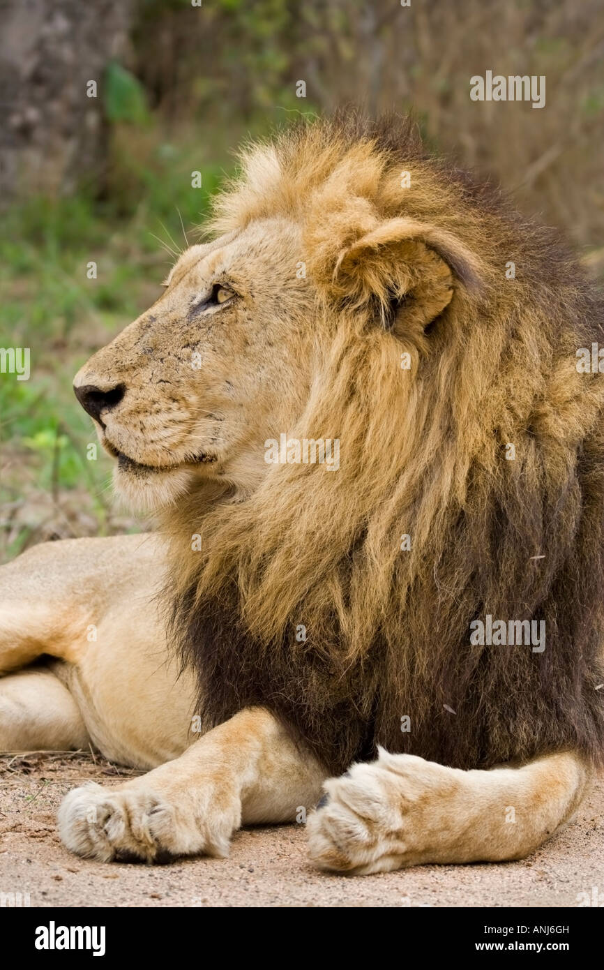 Mature male lion black mane hi-res stock photography and images - Alamy
