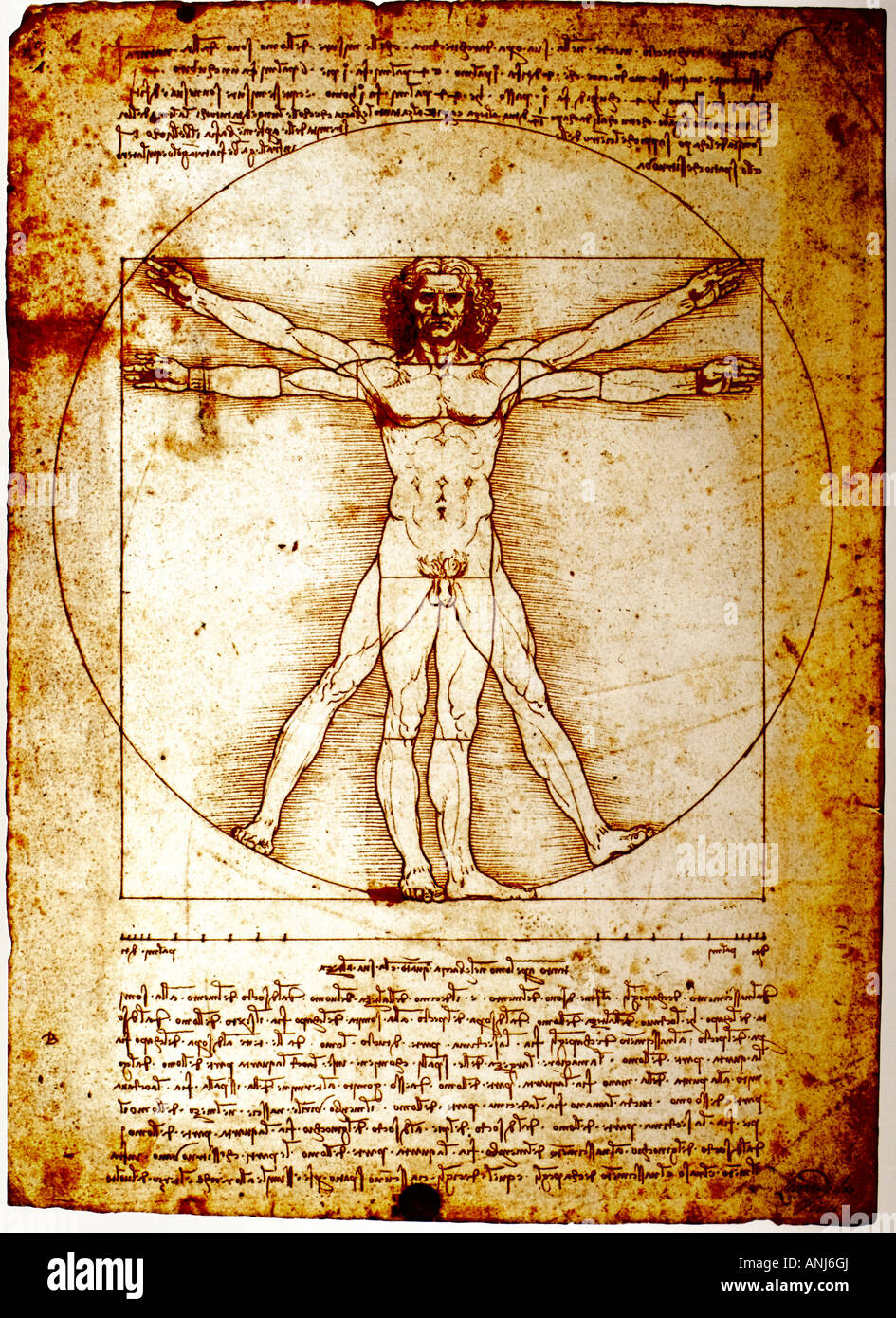 Vitruvian Man by Leonardo da Vinci Stock Photo