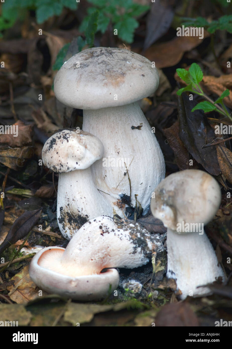 Tricholoma pardinum fungi Stock Photo