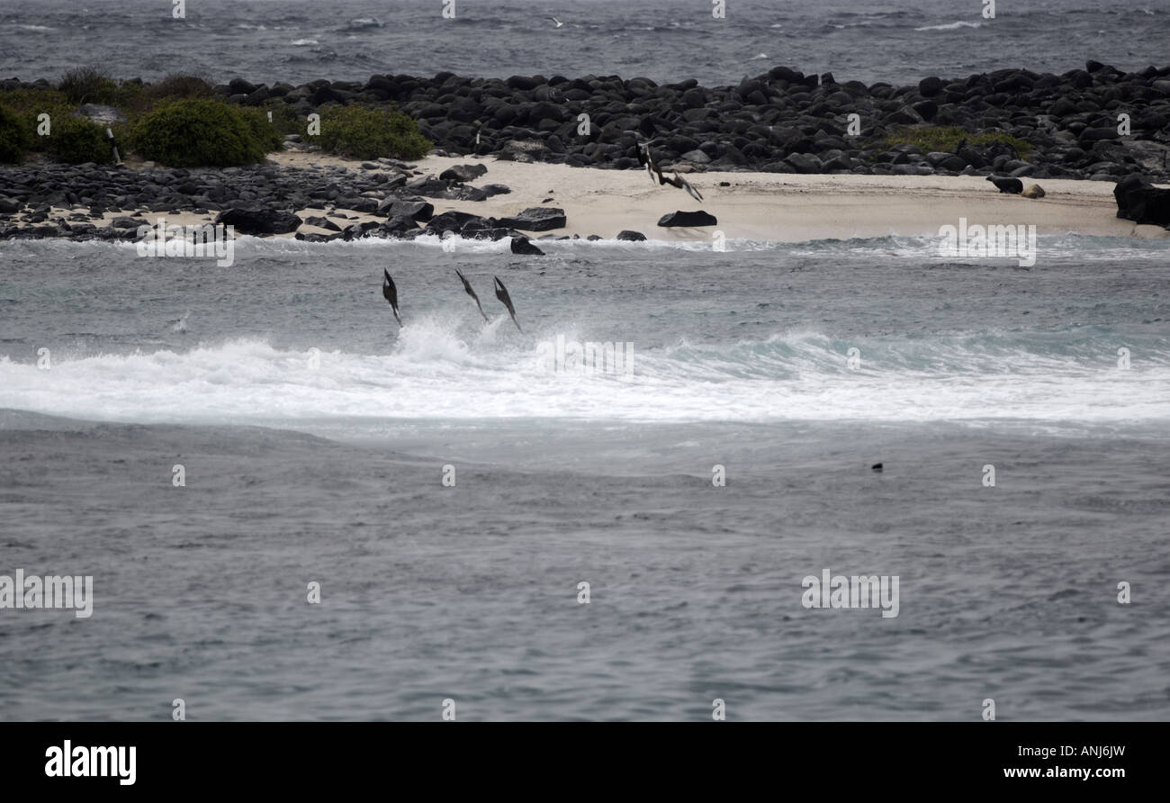 Blue footed boobies diving for fish Galapagos Islands Espanola Stock Photo