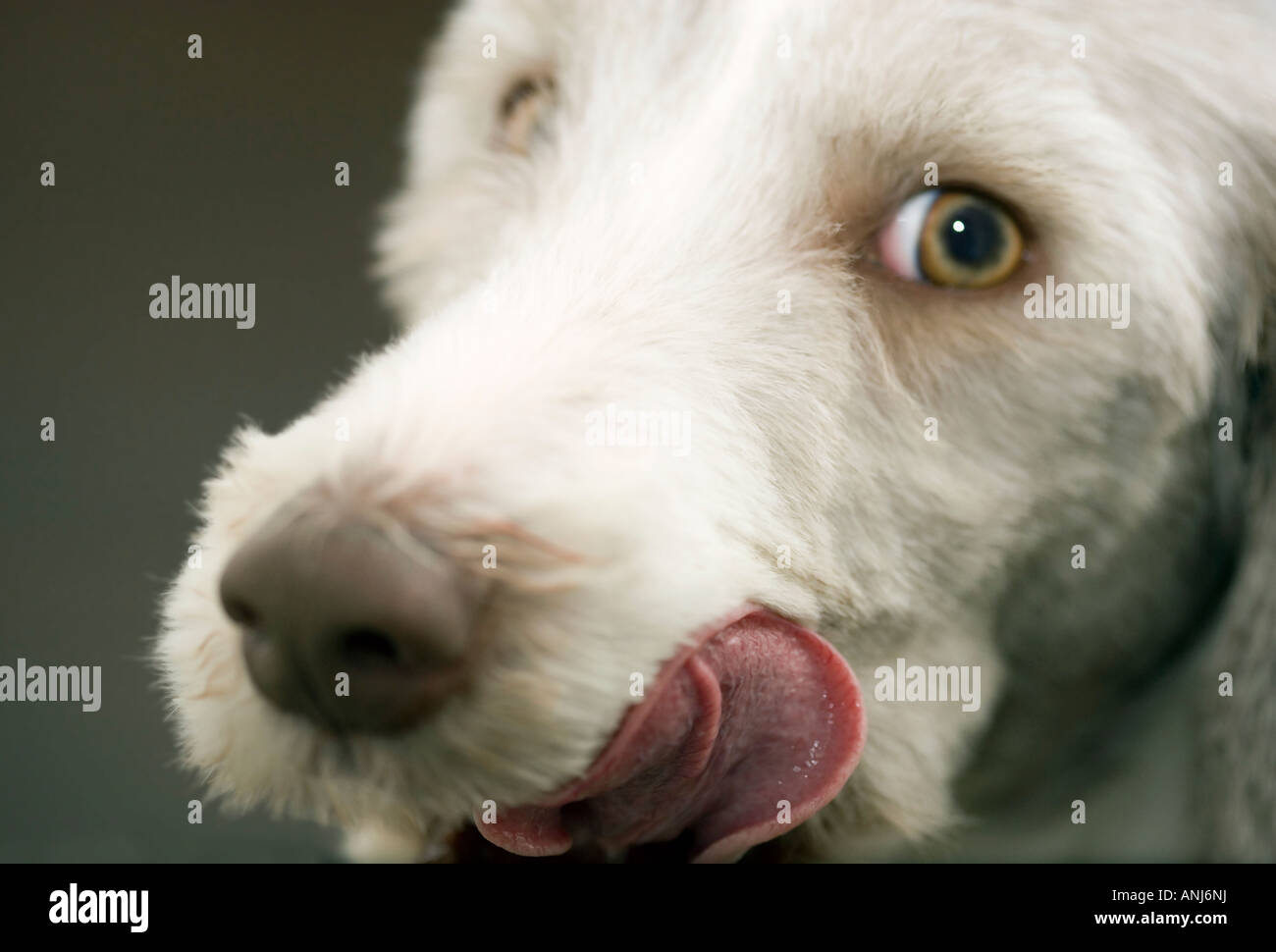 Cute young bearded collie dog licking her lips Stock Photo Alamy