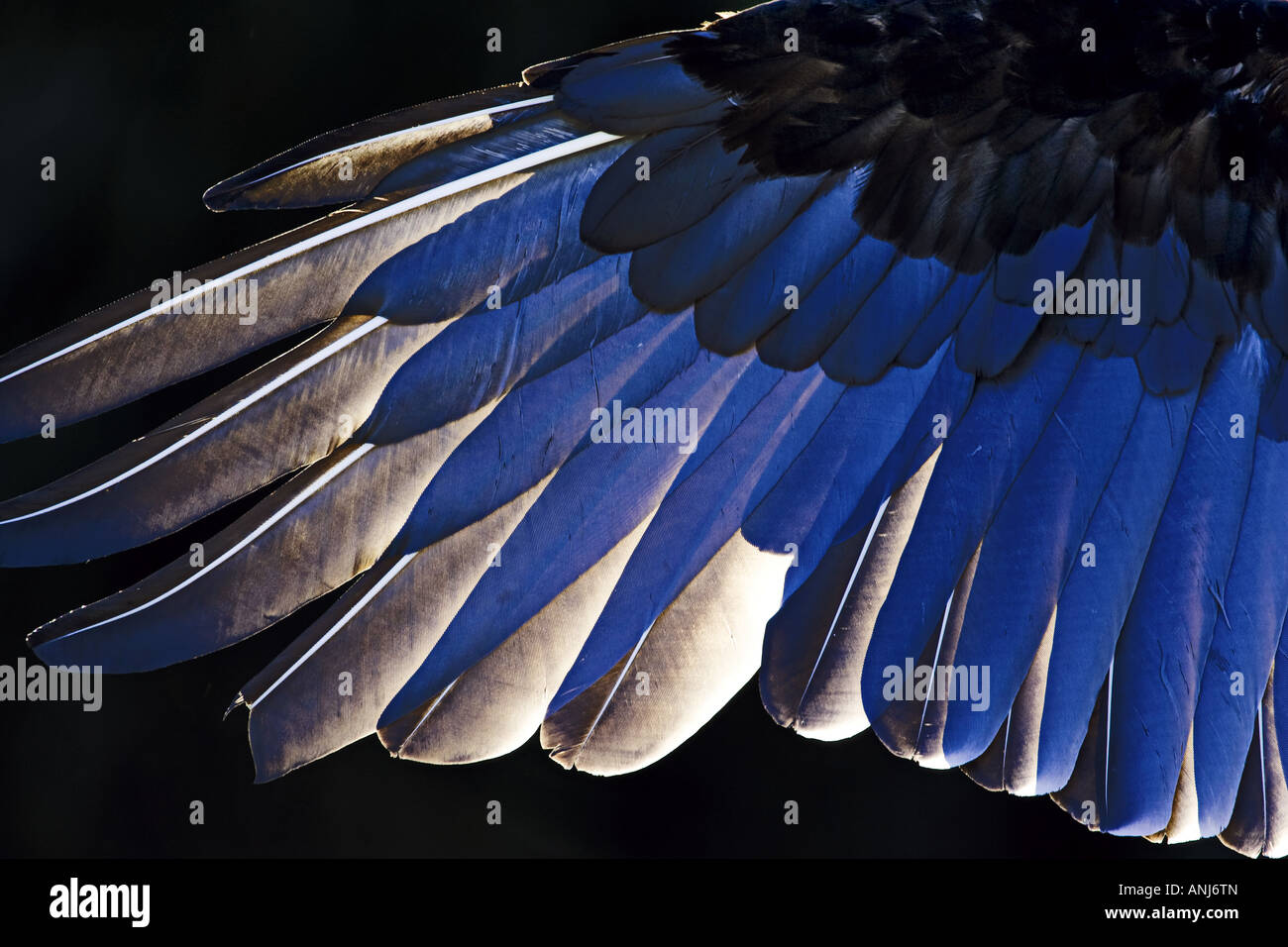 wing of a turkey vulture Stock Photo