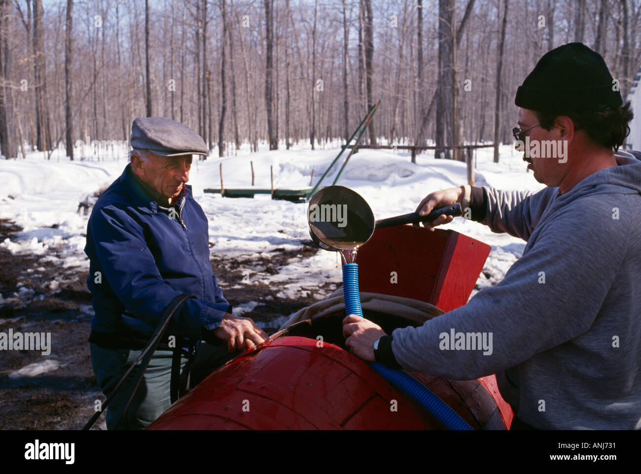 Sugar Maple sap collection Vercheres Quebec Canada Stock Photo