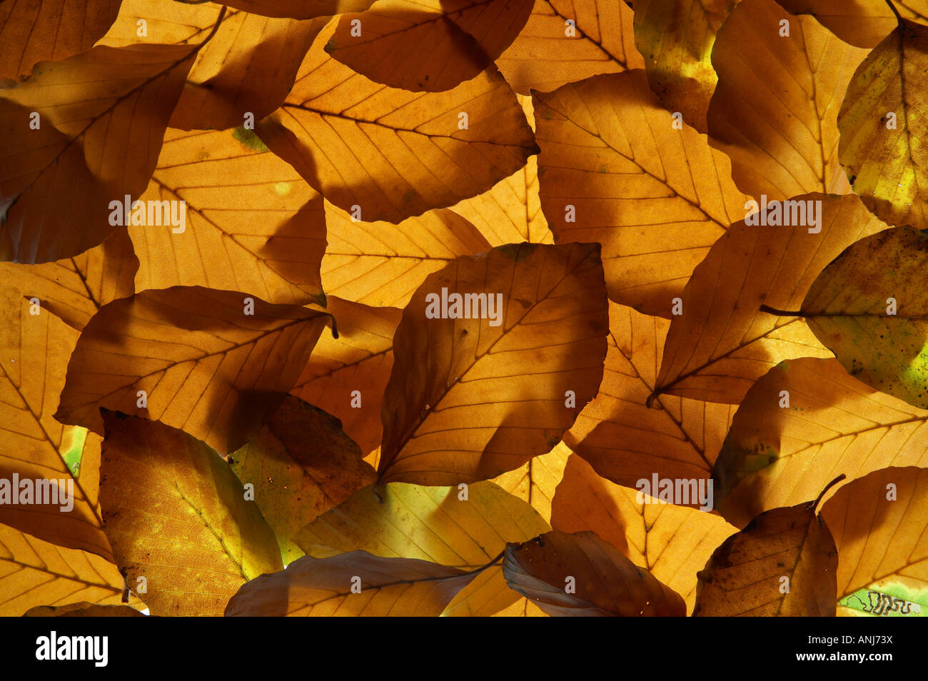 Beech leaves in backlight hi-res stock photography and images - Alamy