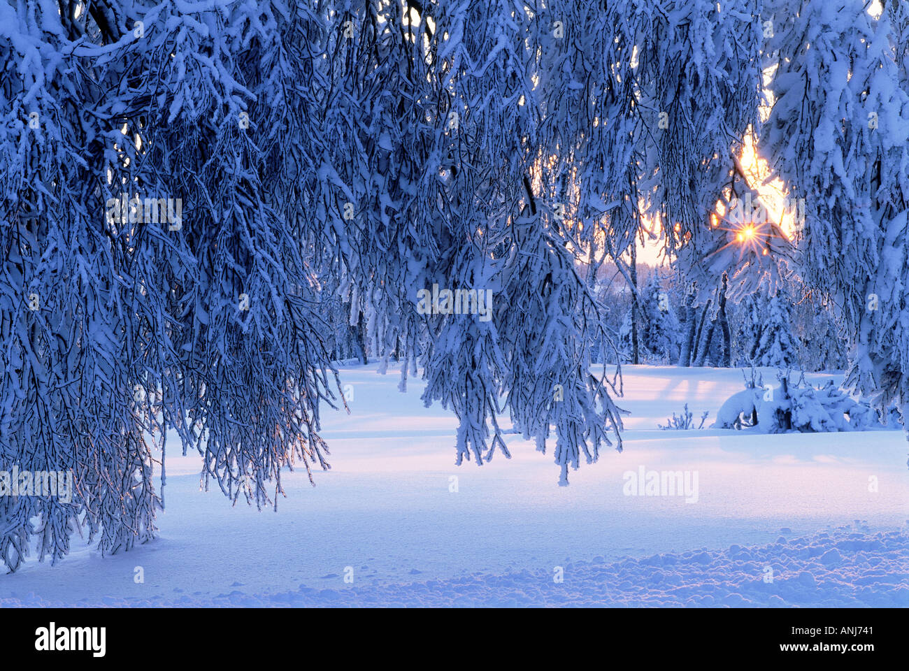 Tree laden with snow in winter at sunset Stock Photo
