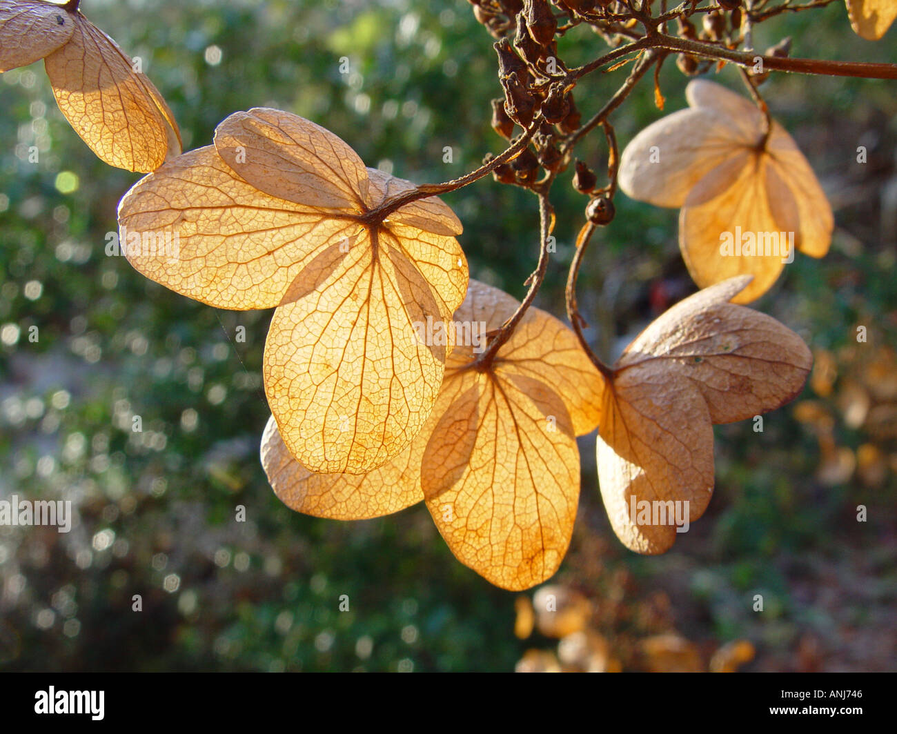 Hydrangea dead flowers against light Stock Photo Alamy