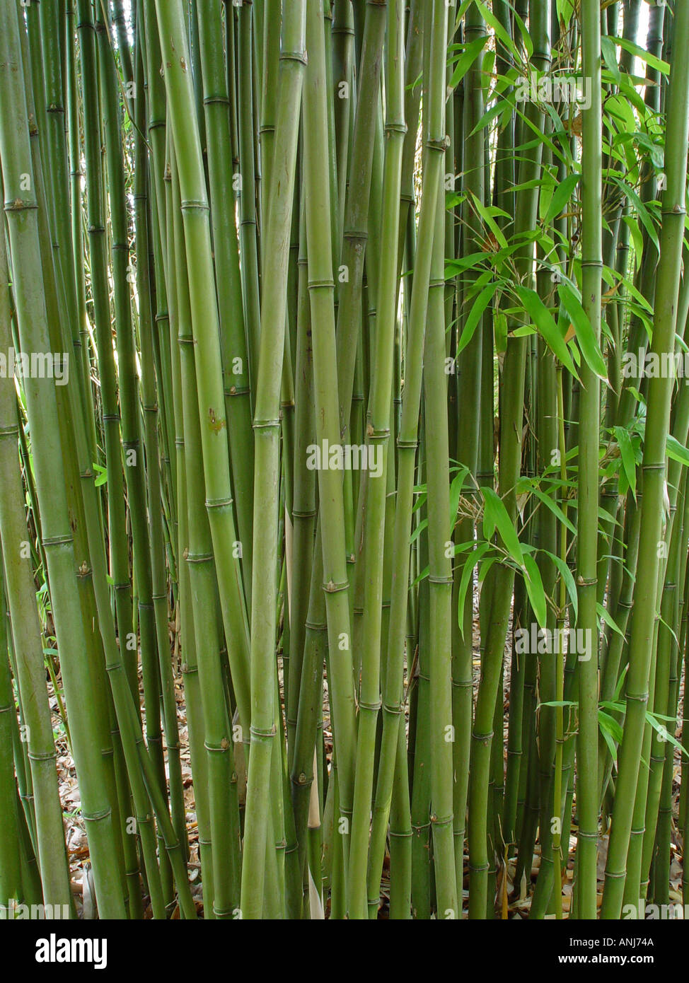Semiarundinaria fastuosa stems Bamboo Stock Photo