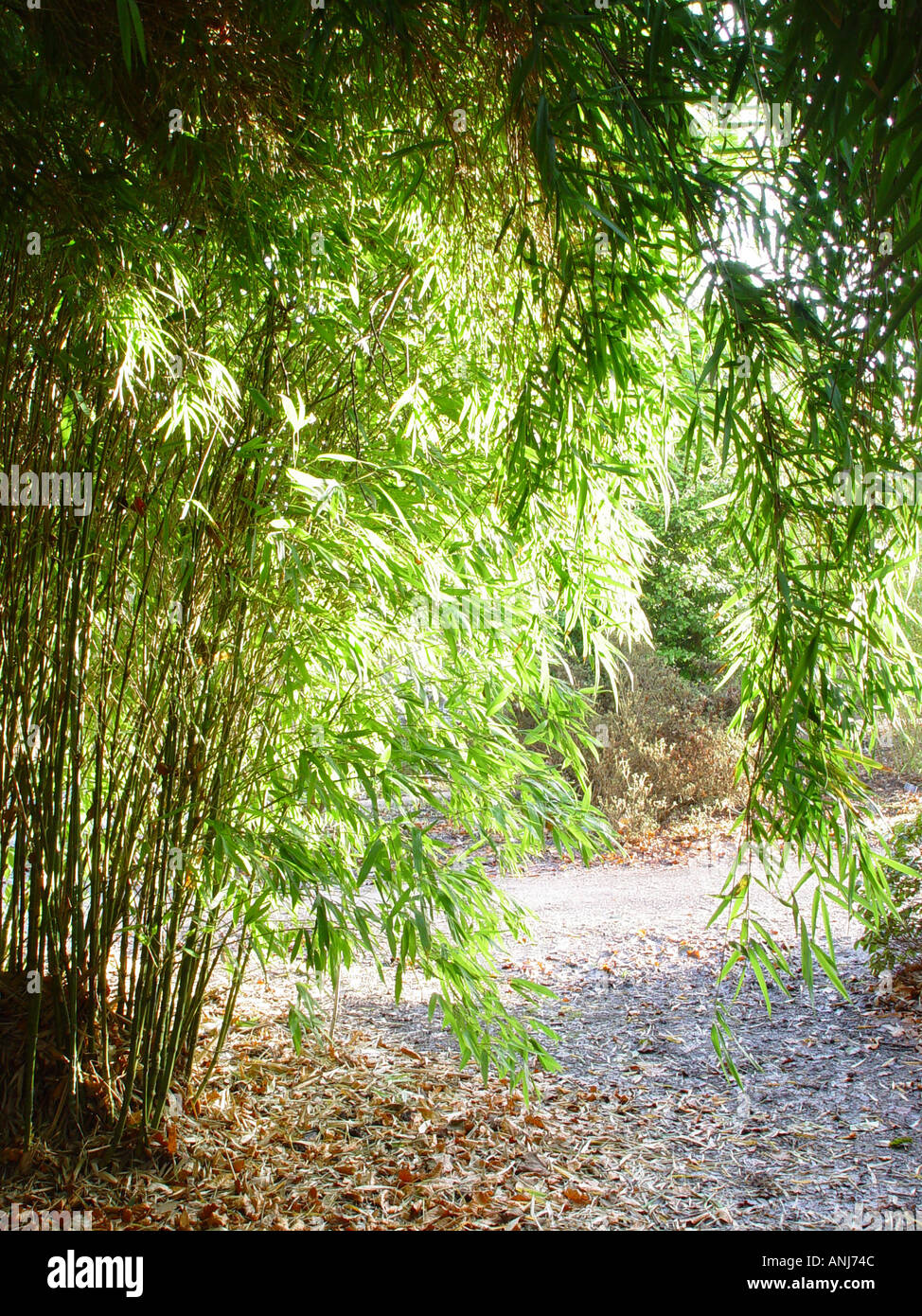 Phyllostachys aurea Bamboo Stock Photo