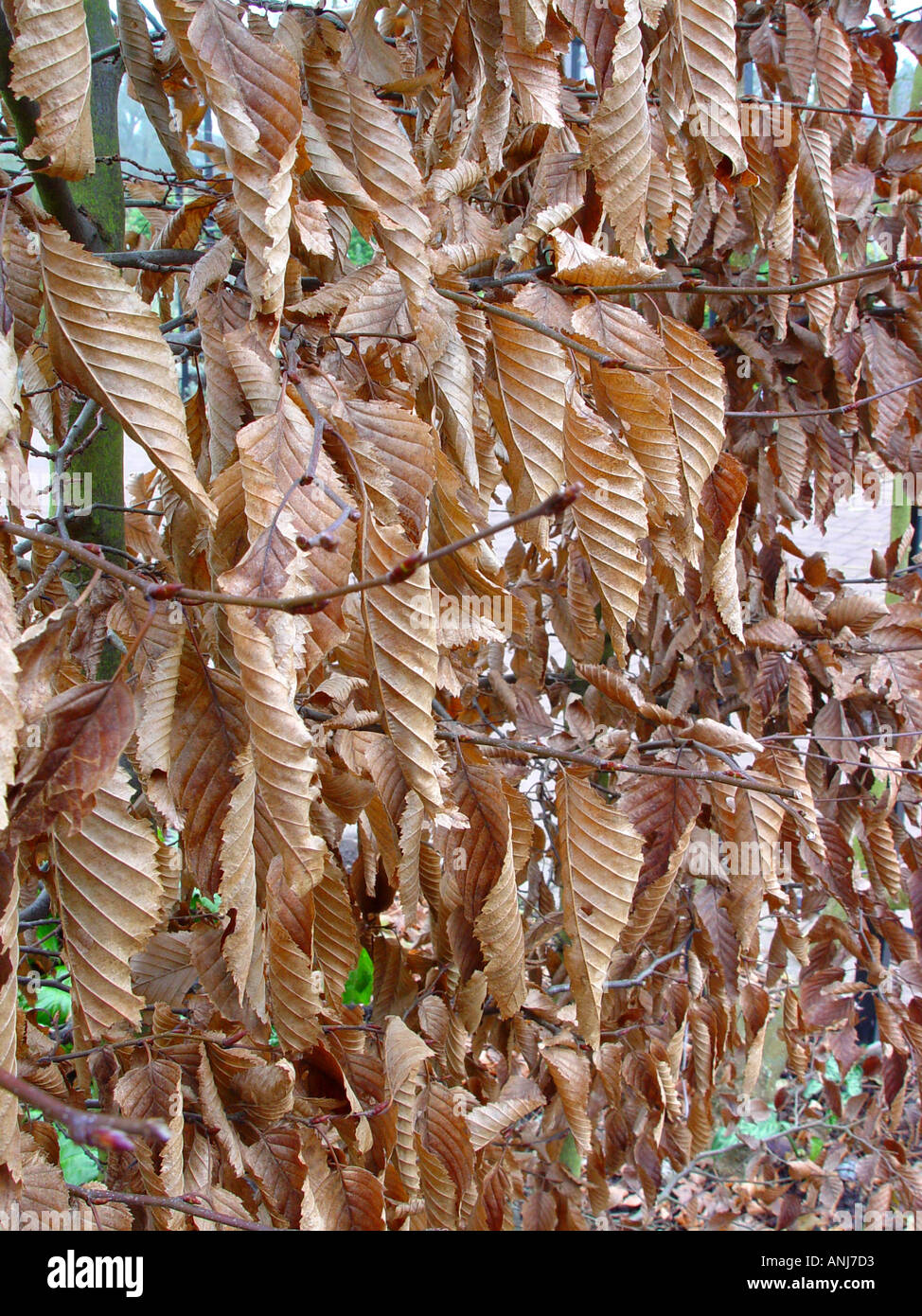 Carpinus betulus Winter foliage hedge Stock Photo 2877394 Alamy