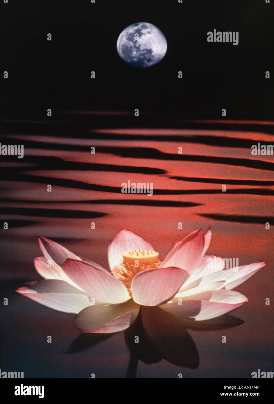 Lotus flower and moon graphic rendition Stock Photo Alamy