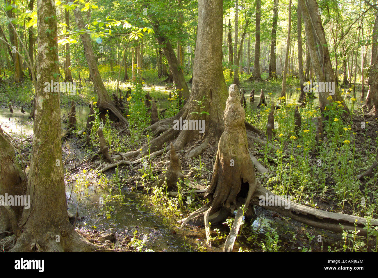 Cypress knees and trees in Silver River State Park FLorida Stock Photo