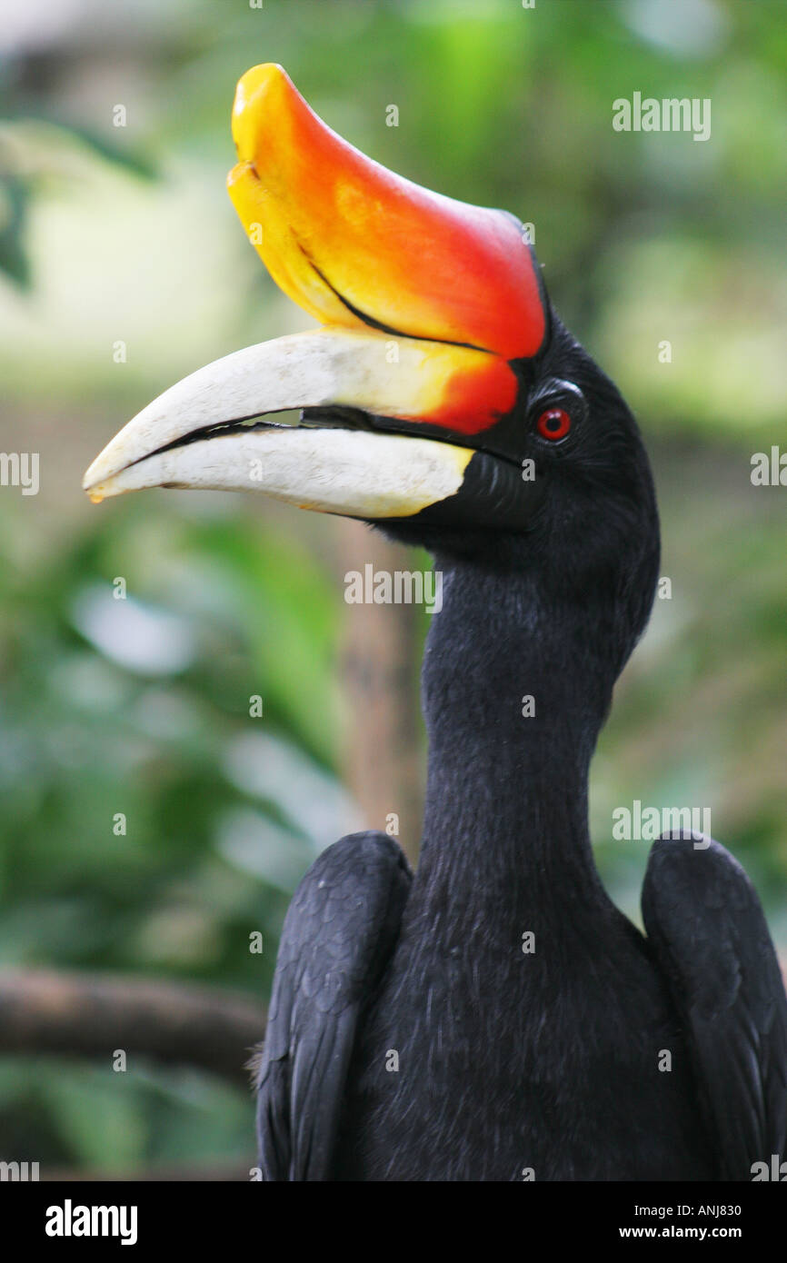 Rhinoceros Hornbill Bird Park Kuala Lumpur Malaysia Stock Photo 