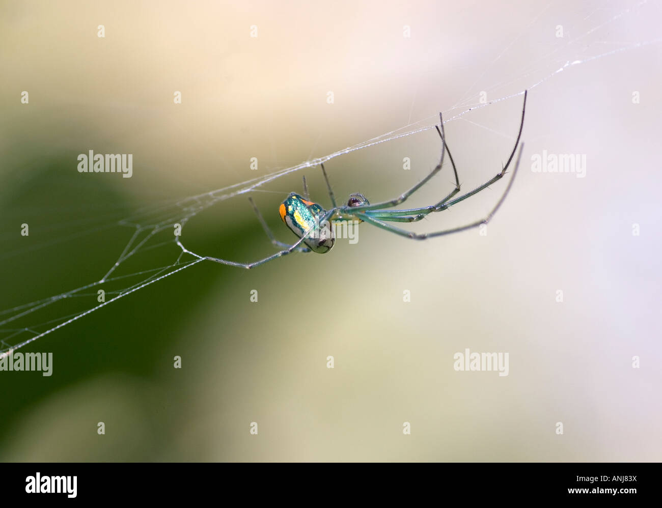 Orchard Orbweaver Spider Leucauge venusta Stock Photo