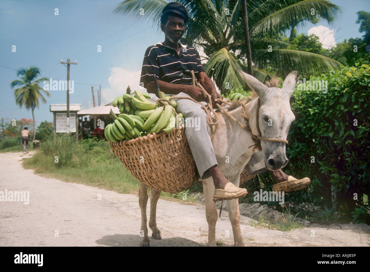 Jamaican farmer riding donkey with basket of banannas Stock Photo