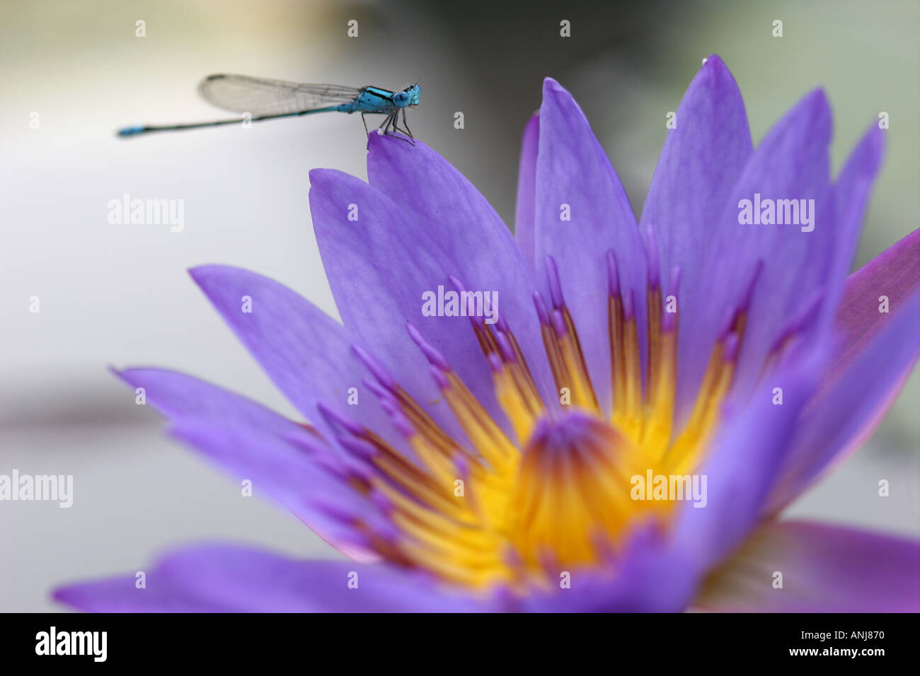 Lily Flower and Dragonfly Kuala Lumpur Malaysia Stock Photo Alamy