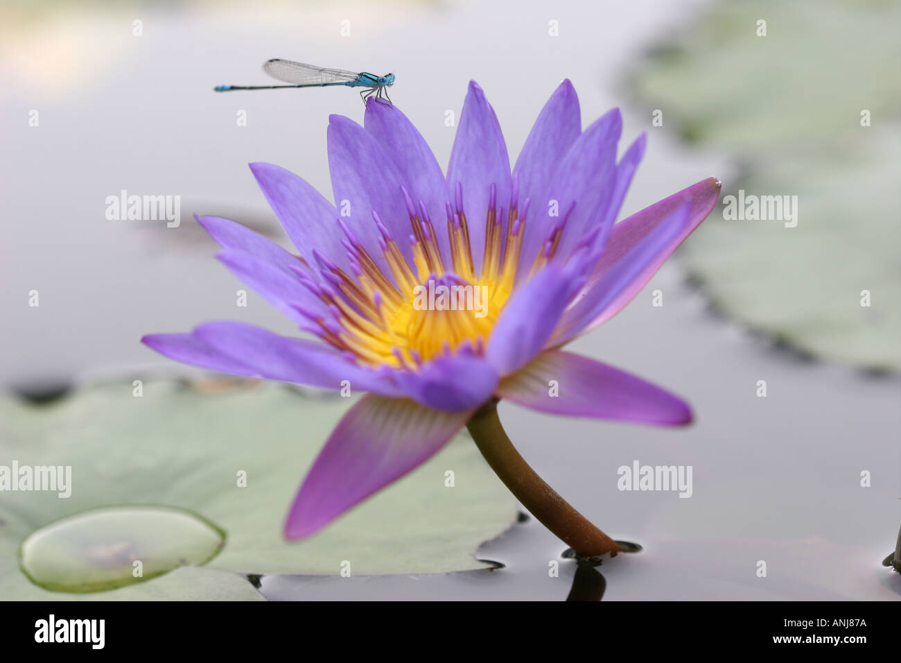 Lily Flower and Dragonfly Kuala Lumpur Malaysia Stock Photo Alamy
