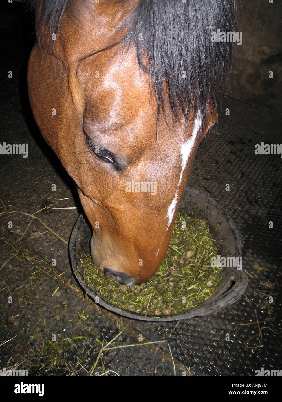 Horse Feed Bucket Stock Photos & Horse Feed Bucket Stock Images Alamy