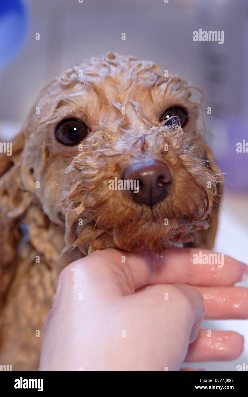 Dog being bathed shampoo hires stock photography and images Alamy