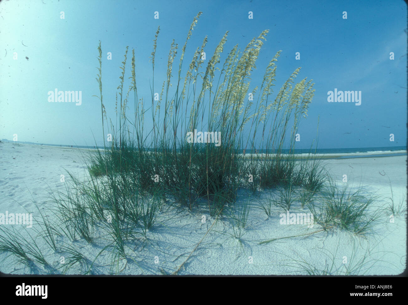 cluster of sea oats growing on Florida beach Stock Photo