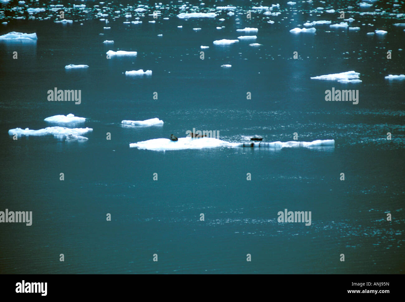 fauna seals sea lions AK Glacier Bay National Park Alaska Margerie
