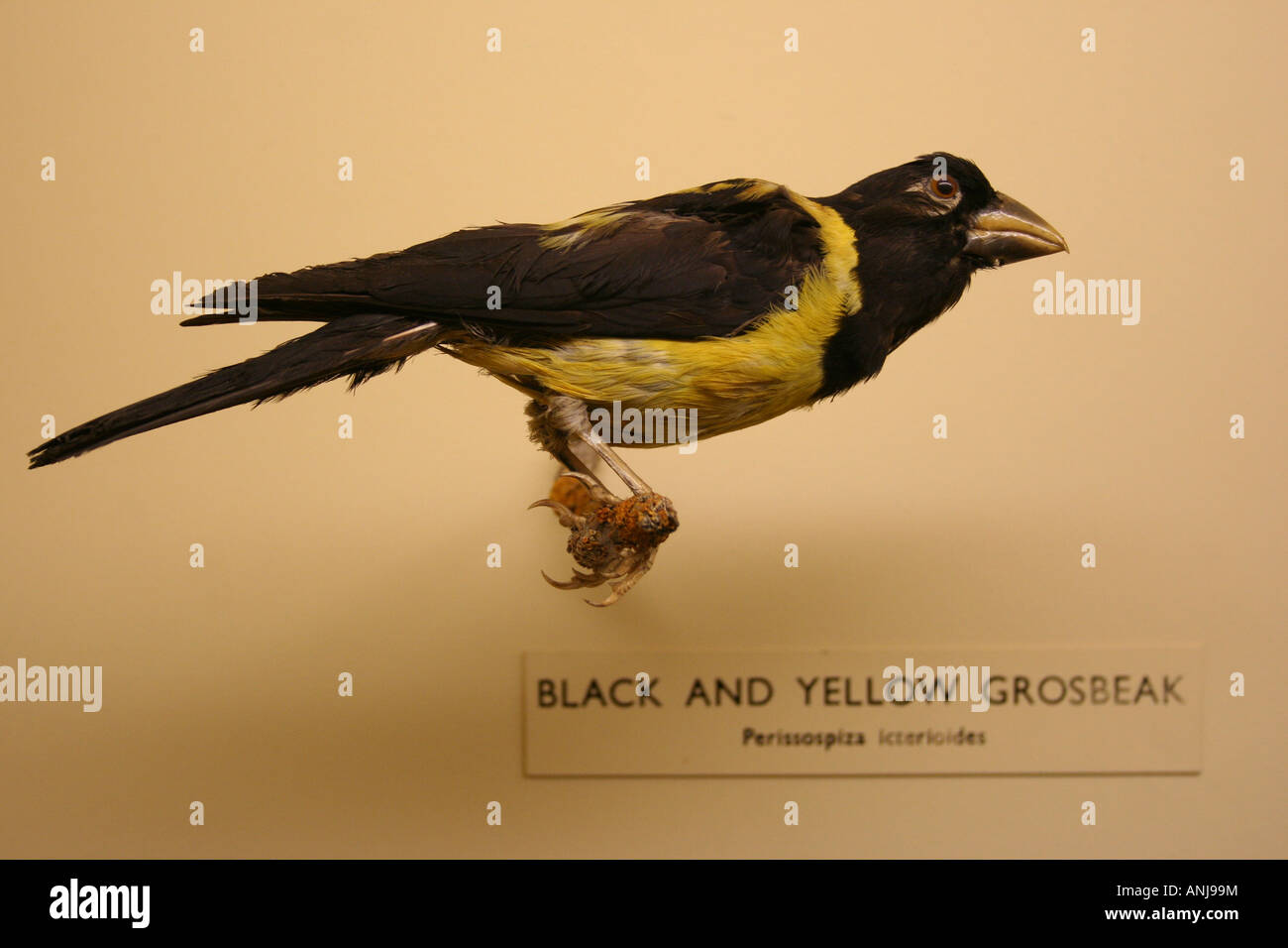 Black and Yellow Grosbeak Stock Photo