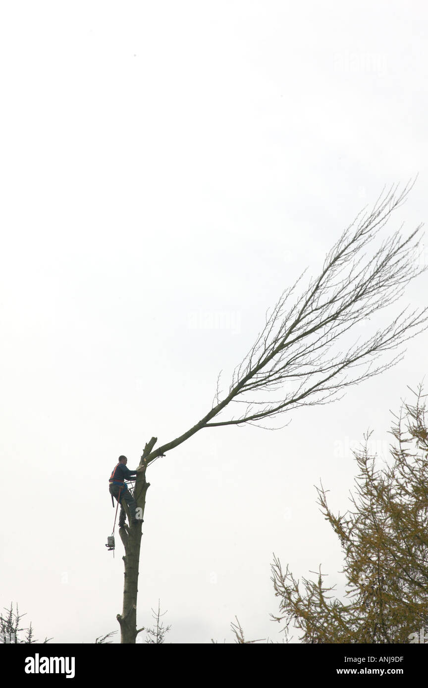 lumberjack felling the top of a tall tree Stock Photo