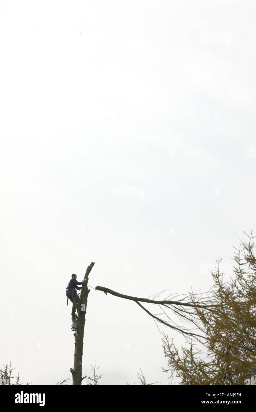 lumberjack felling the top of a tall tree Stock Photo