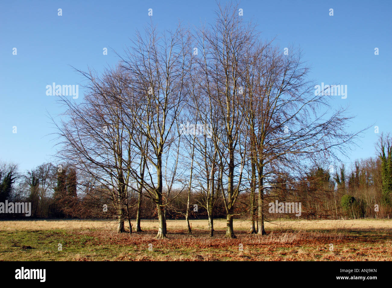 Group of trees in hi-res stock photography and images - Alamy